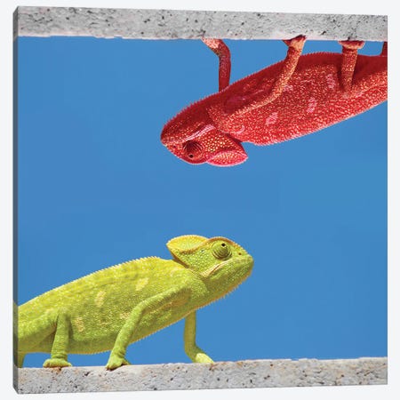Two Different Chameleons Canvas Print #MII174} by Mike Kiev Canvas Art Print