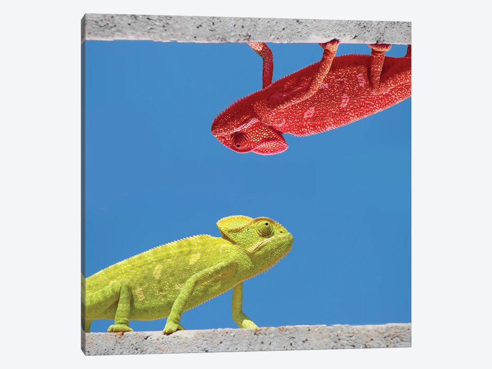 Two Different Chameleons by Mike Kiev 1-piece Canvas Wall Art