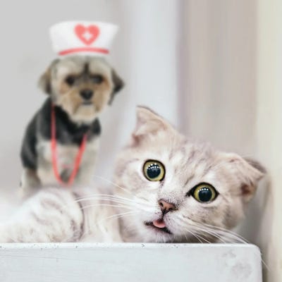 Dog Treats A Cat by Mike Kiev art print