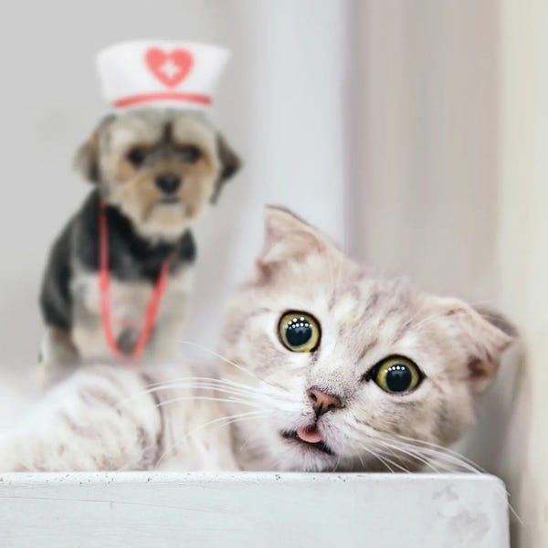 Mike Kiev: Dog Treats A Cat by Mike Kiev