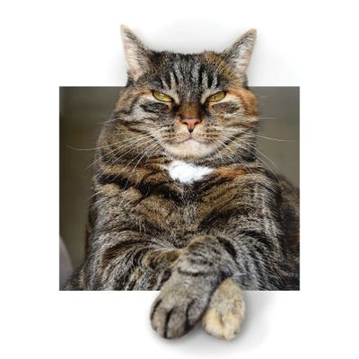 Big Cat Resting In A Frame by Mike Kiev art print