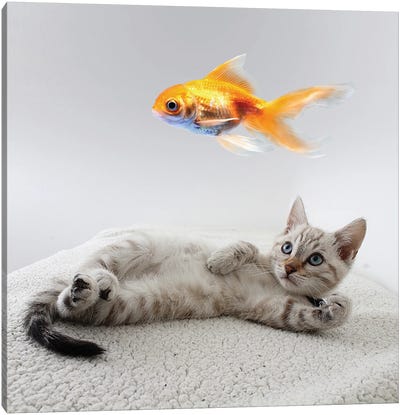 Resting Kitten Watching Fish Canvas Art Print - Mike Kiev
