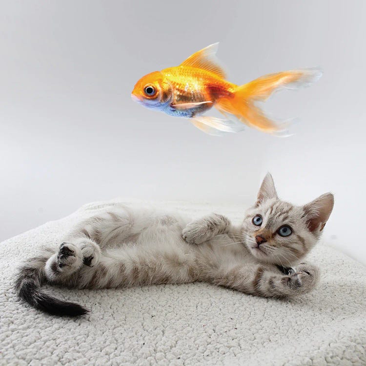 Resting Kitten Watching Fish by Mike Kiev wall art