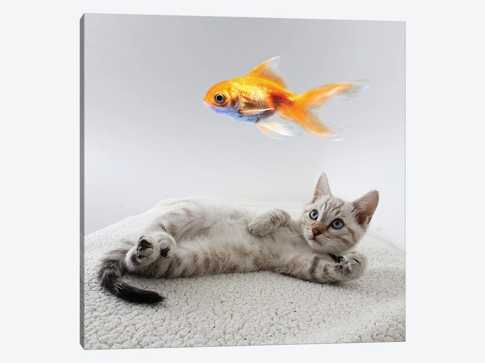 Resting Kitten Watching Fish by Mike Kiev 1-piece Canvas Art