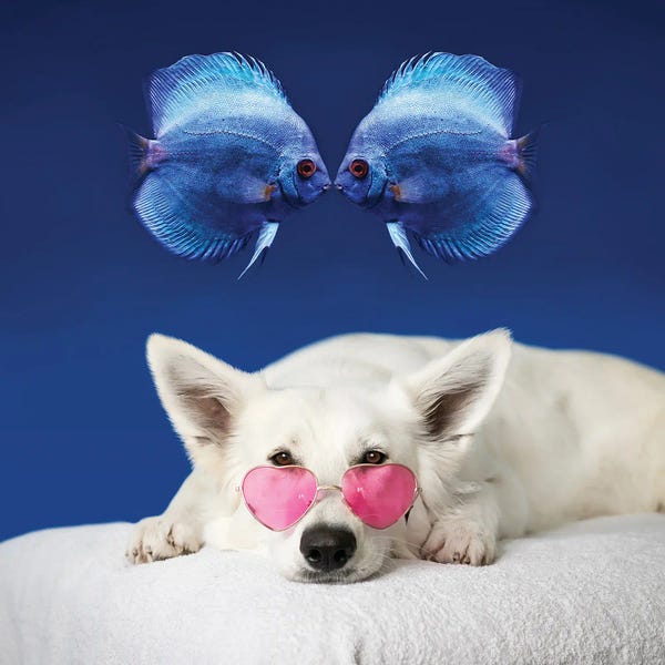 Mike Kiev: Resting Dog And Two Fish by Mike Kiev
