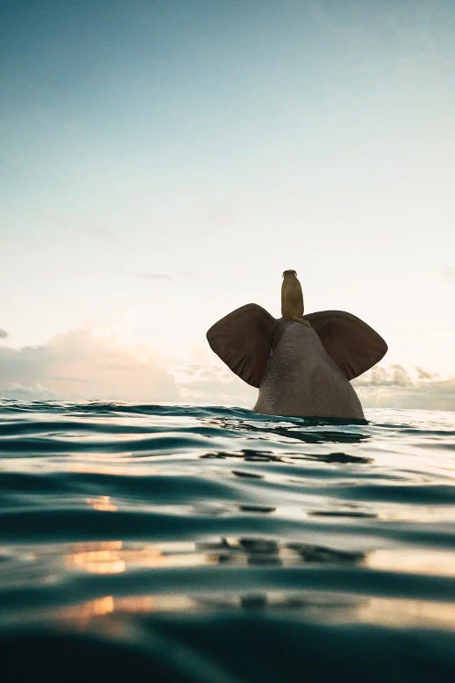 Elephant And Dog Swim In The Sea