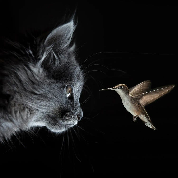 Cat And Hummingbird Met In The Dark