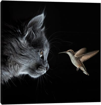 Cat And Hummingbird Met In The Dark Canvas Art Print - Mike Kiev