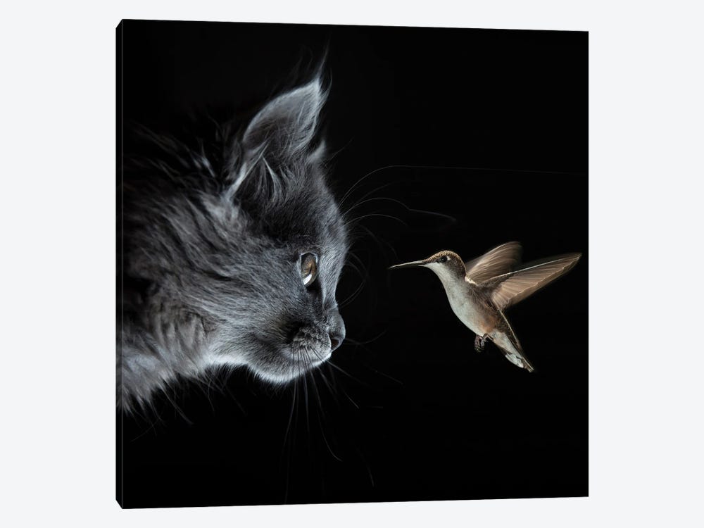 Cat And Hummingbird Met In The Dark by Mike Kiev 1-piece Canvas Artwork