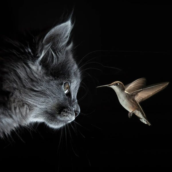 Hummingbirds: Cat And Hummingbird Met In The Dark by Mike Kiev
