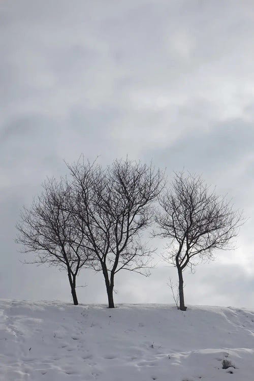 Three Bare Trees On A Snowy Hill