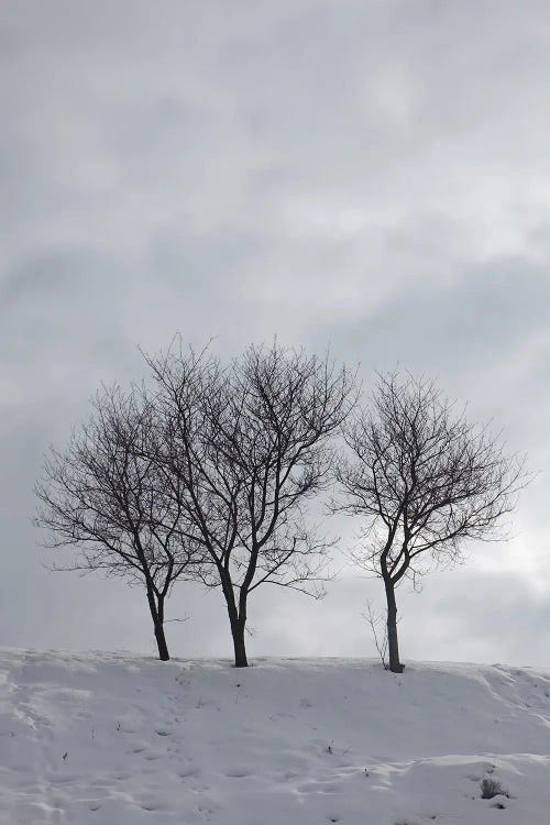 Three Bare Trees On A Snowy Hill by Mike Kiev wall art