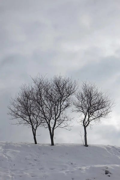 Mike Kiev: Three Bare Trees On A Snowy Hill by Mike Kiev