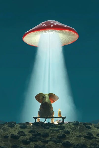 Elephants: Elephant And Dog Look At A Flying Mushroom by Mike Kiev