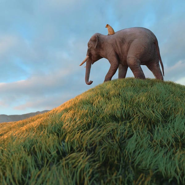 Mike Kiev: Dog Rides An Elephant Across The Field by Mike Kiev