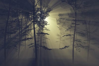 Rays Of The Sun In A Foggy Forest by Mike Kiev art print