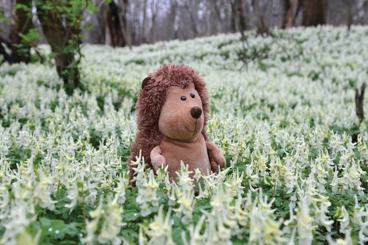 Hedgehog In A Blooming Meadow II