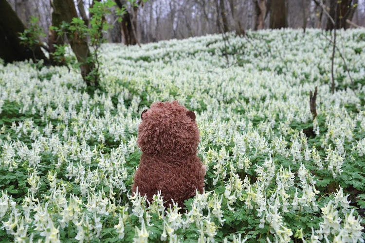 Hedgehog In A Blooming Meadow III