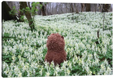 Hedgehog In A Blooming Meadow III Canvas Art Print - Mike Kiev