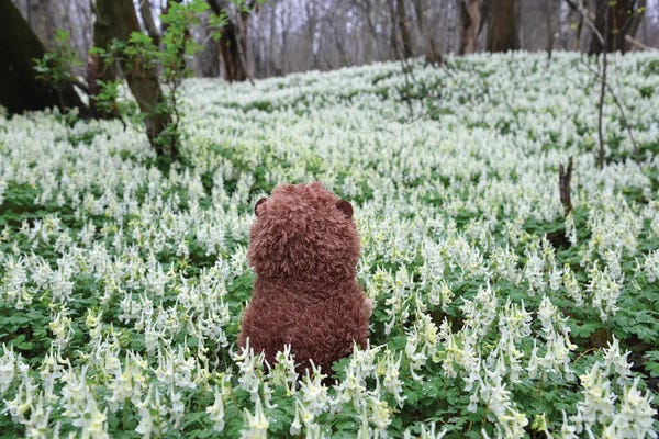 Hedgehogs: Hedgehog In A Blooming Meadow III by Mike Kiev