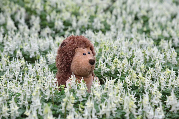 Hedgehog In A Blooming Meadow I