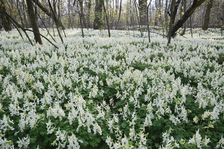 White Spring Flowers In The Forest