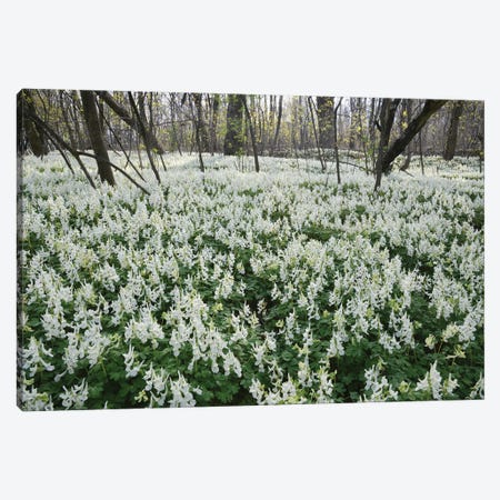White Spring Flowers In The Forest Canvas Print #MII247} by Mike Kiev Canvas Art Print