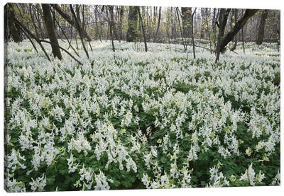 White Spring Flowers In The Forest Canvas Art Print - Mike Kiev