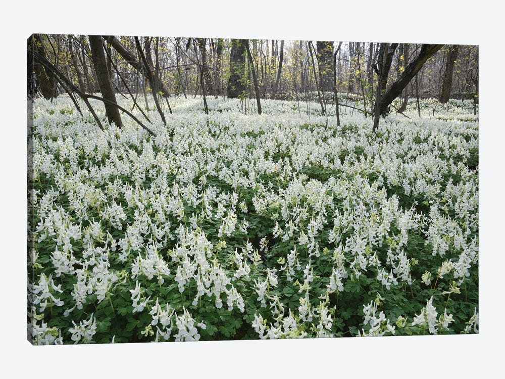 White Spring Flowers In The Forest by Mike Kiev 1-piece Canvas Art