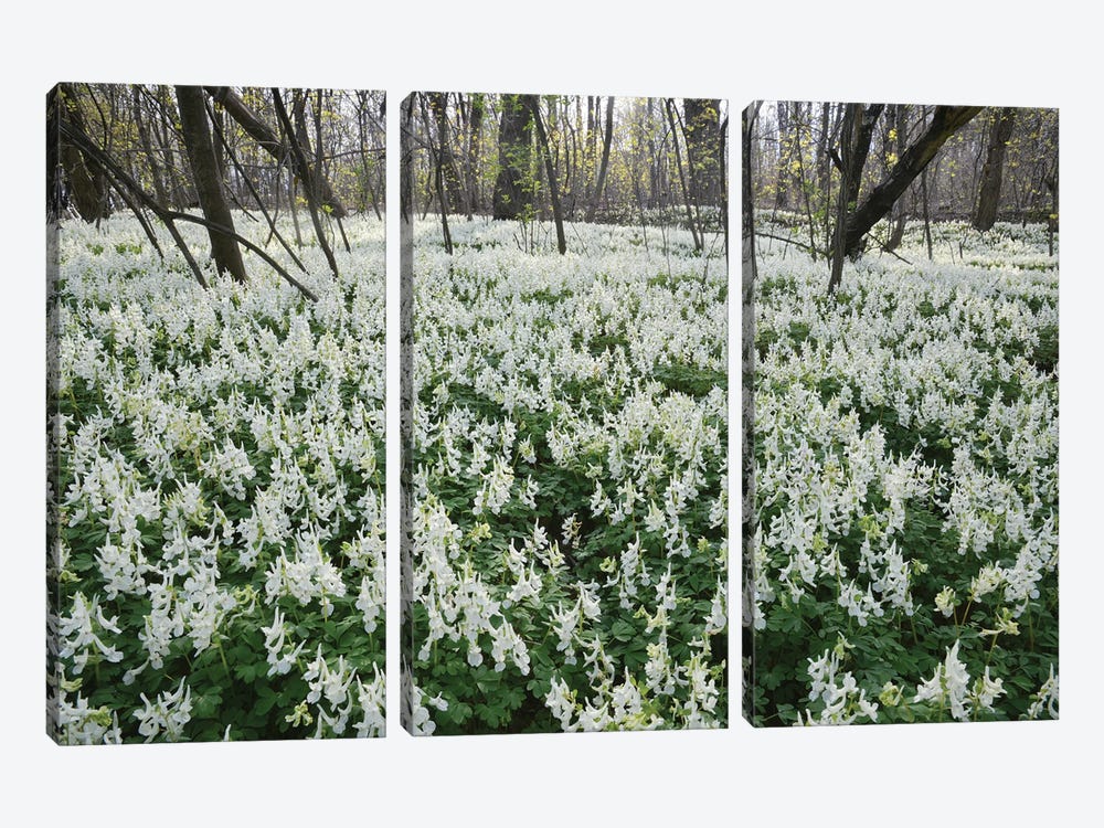 White Spring Flowers In The Forest by Mike Kiev 3-piece Canvas Art