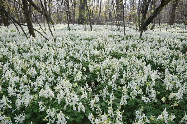 Mike Kiev: White Spring Flowers In The Forest by Mike Kiev