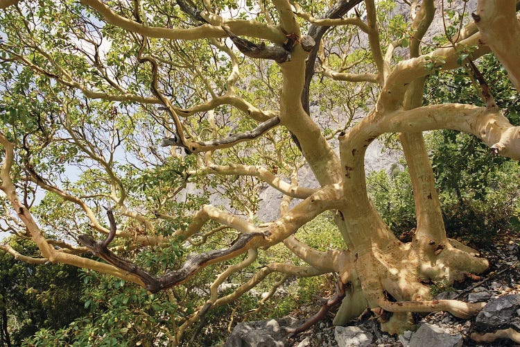 Old Arbutus Tree