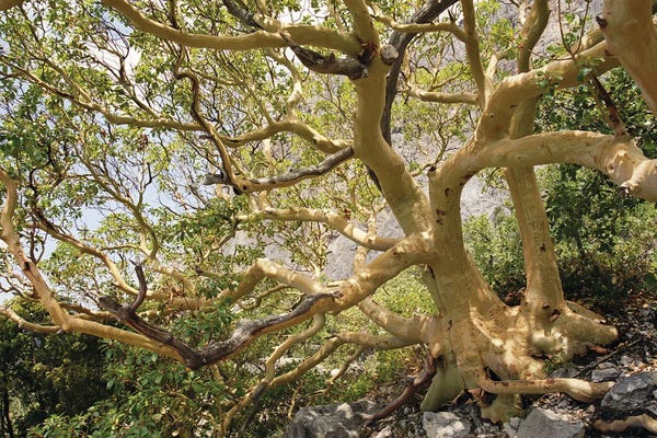 Mike Kiev: Old Arbutus Tree by Mike Kiev