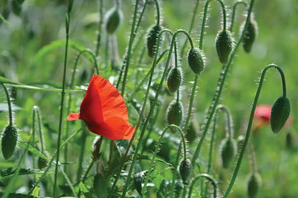 Mike Kiev: Wild Red Poppy by Mike Kiev