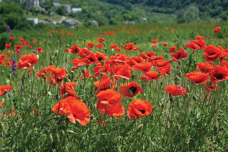 Wild Red Poppies On The Field