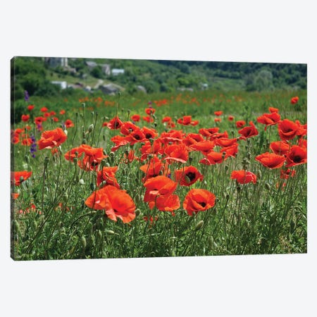 Wild Red Poppies On The Field Canvas Print #MII282} by Mike Kiev Canvas Artwork