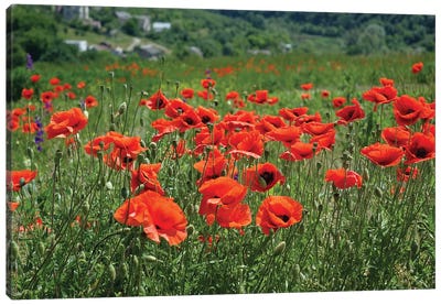 Wild Red Poppies On The Field Canvas Art Print - Mike Kiev
