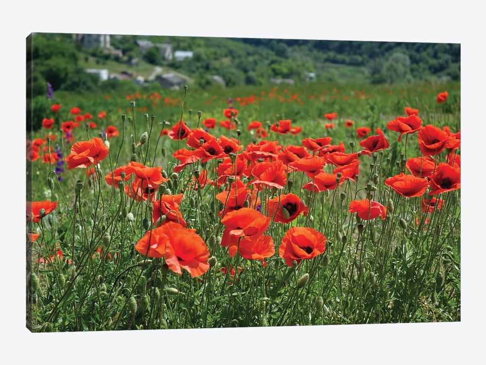 Wild Red Poppies On The Field by Mike Kiev 1-piece Canvas Art Print