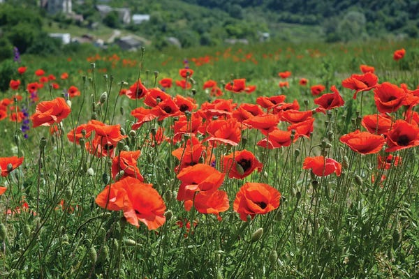Mike Kiev: Wild Red Poppies On The Field by Mike Kiev