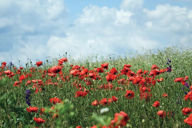 Wild Red Poppies On The Field II by Mike Kiev wall art