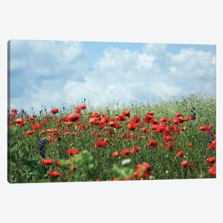 Wild Red Poppies On The Field II Canvas Print #MII283} by Mike Kiev Canvas Artwork