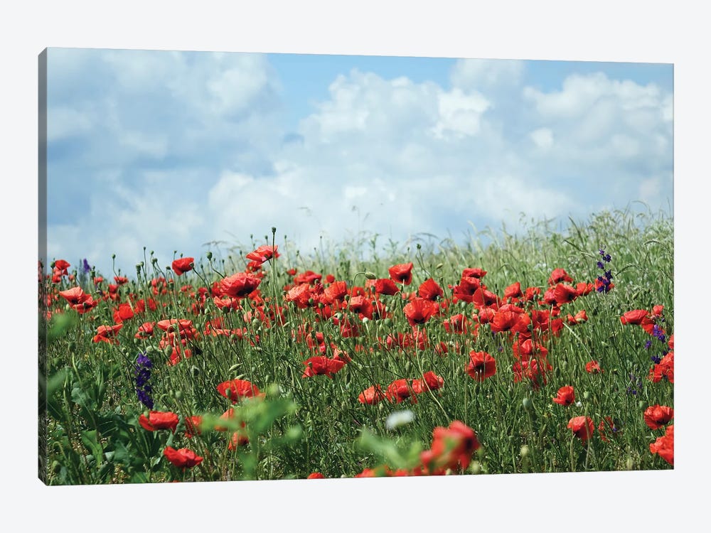 Wild Red Poppies On The Field II by Mike Kiev 1-piece Canvas Artwork