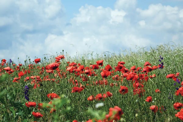Mike Kiev: Wild Red Poppies On The Field II by Mike Kiev