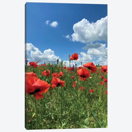 wild Red Poppies On The Field III Canvas Print #MII285} by Mike Kiev Canvas Print