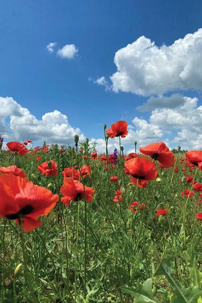Mike Kiev: wild Red Poppies On The Field III by Mike Kiev