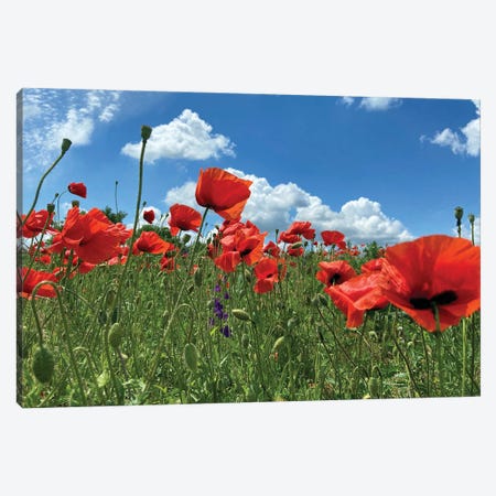 Wild Red Poppies On The Field IV Canvas Print #MII286} by Mike Kiev Canvas Print