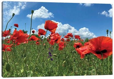 Wild Red Poppies On The Field IV Canvas Art Print - Mike Kiev