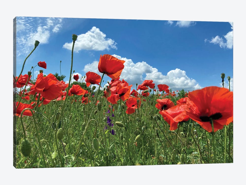 Wild Red Poppies On The Field IV by Mike Kiev 1-piece Art Print