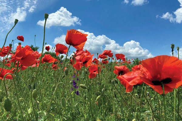 Mike Kiev: Wild Red Poppies On The Field IV by Mike Kiev