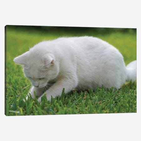 White Cat On Green Grass III Canvas Print #MII317} by Mike Kiev Canvas Art Print